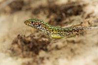 Jesterka travni - Podarcis tauricus - Balkan wall lizard 7881